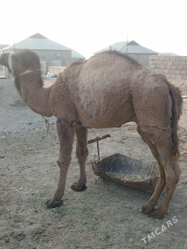 Ogsuk - Balkanabat - img 1