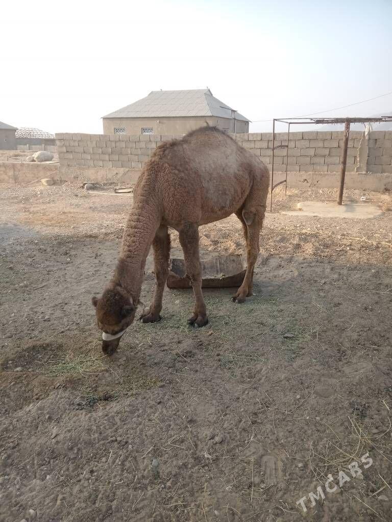 Ogsuk - Balkanabat - img 2