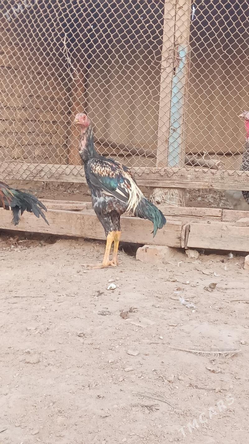 тарзан - Çärjew - img 3