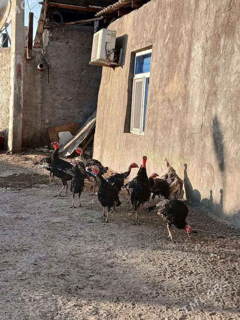 induk - Hitrowka - img 2