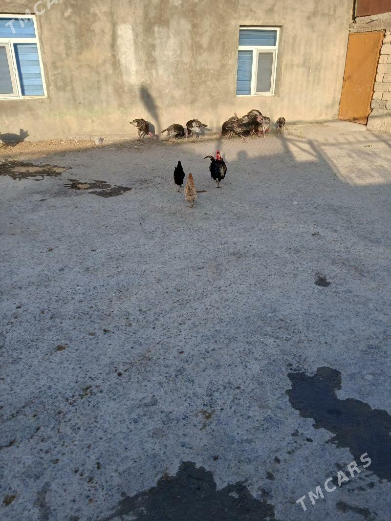 induk - Hitrowka - img 3