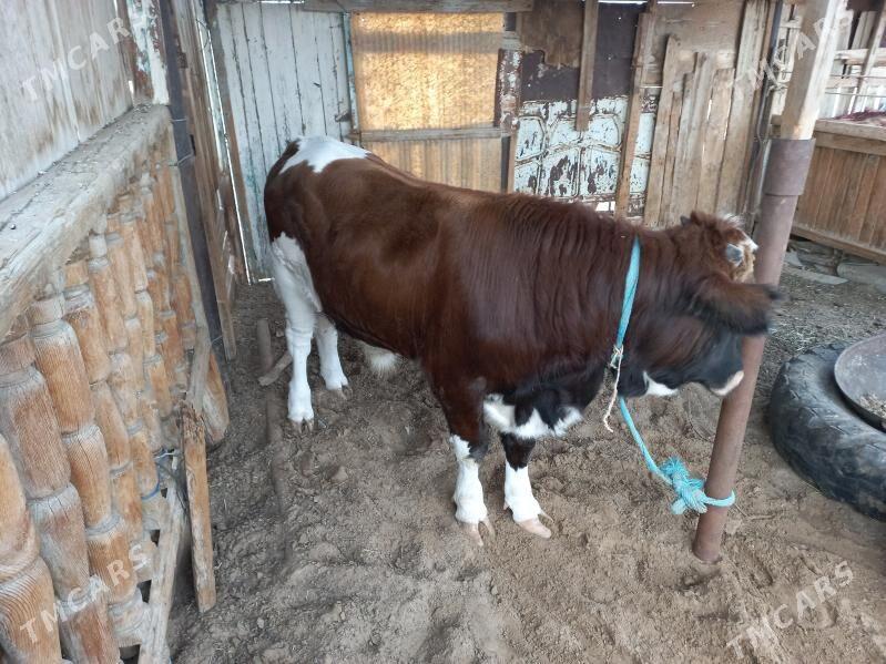 Öküzçe - Balkanabat - img 2