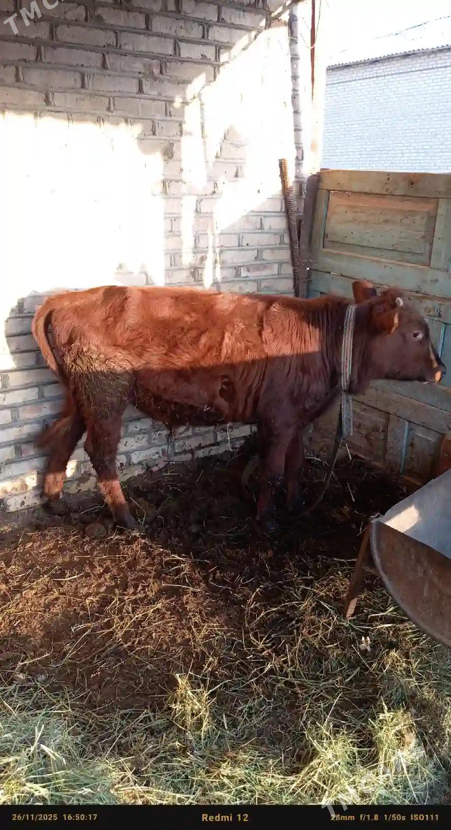 Okuz 5 sany - Wekilbazar - img 3