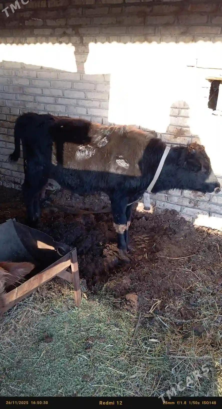 Okuz 5 sany - Wekilbazar - img 2