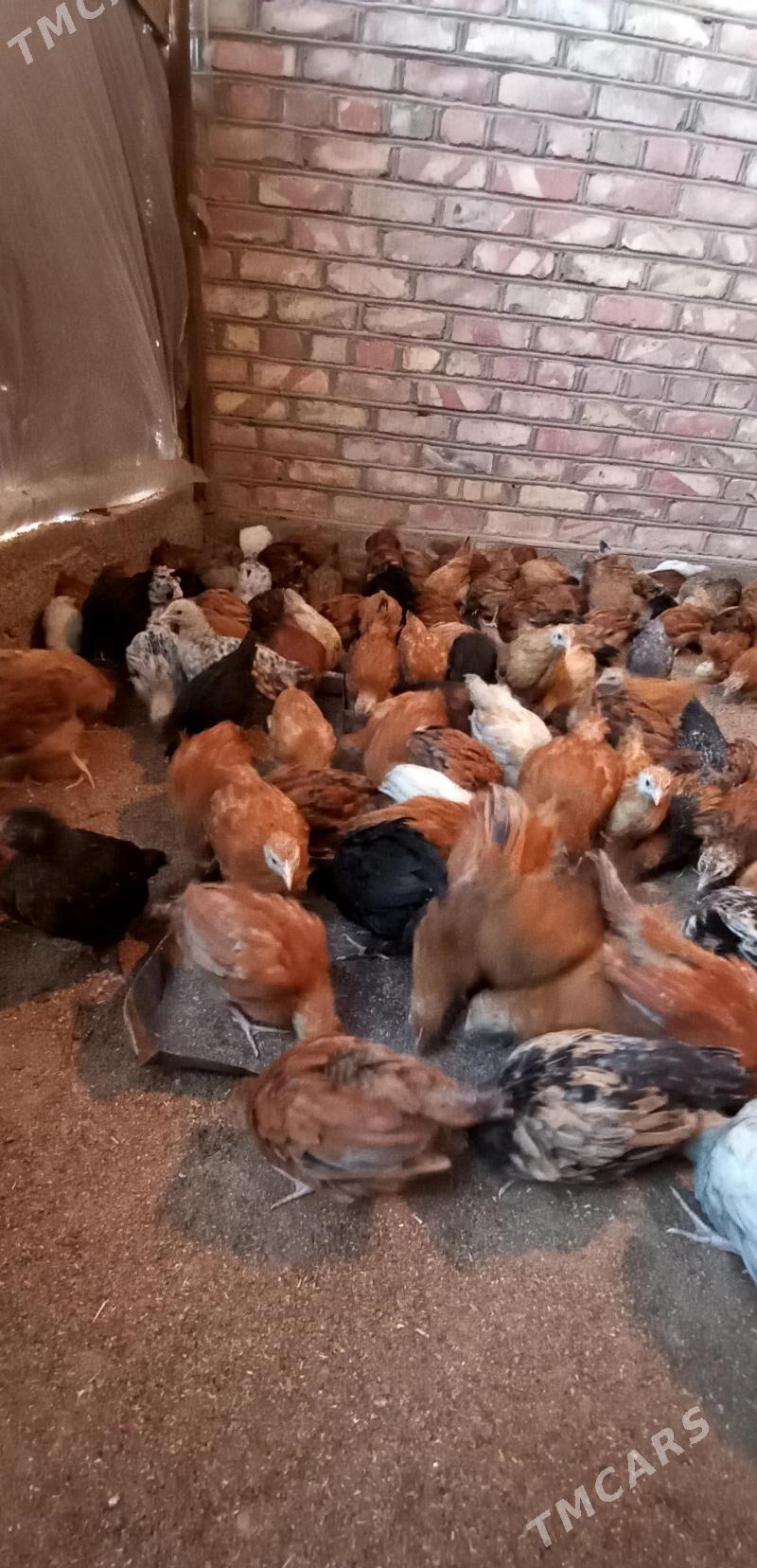 towuk jüje - Бабадайхан - img 3