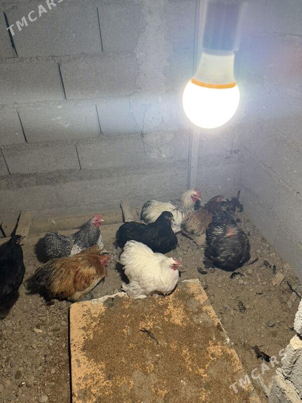 karlik - Aşgabat - img 4