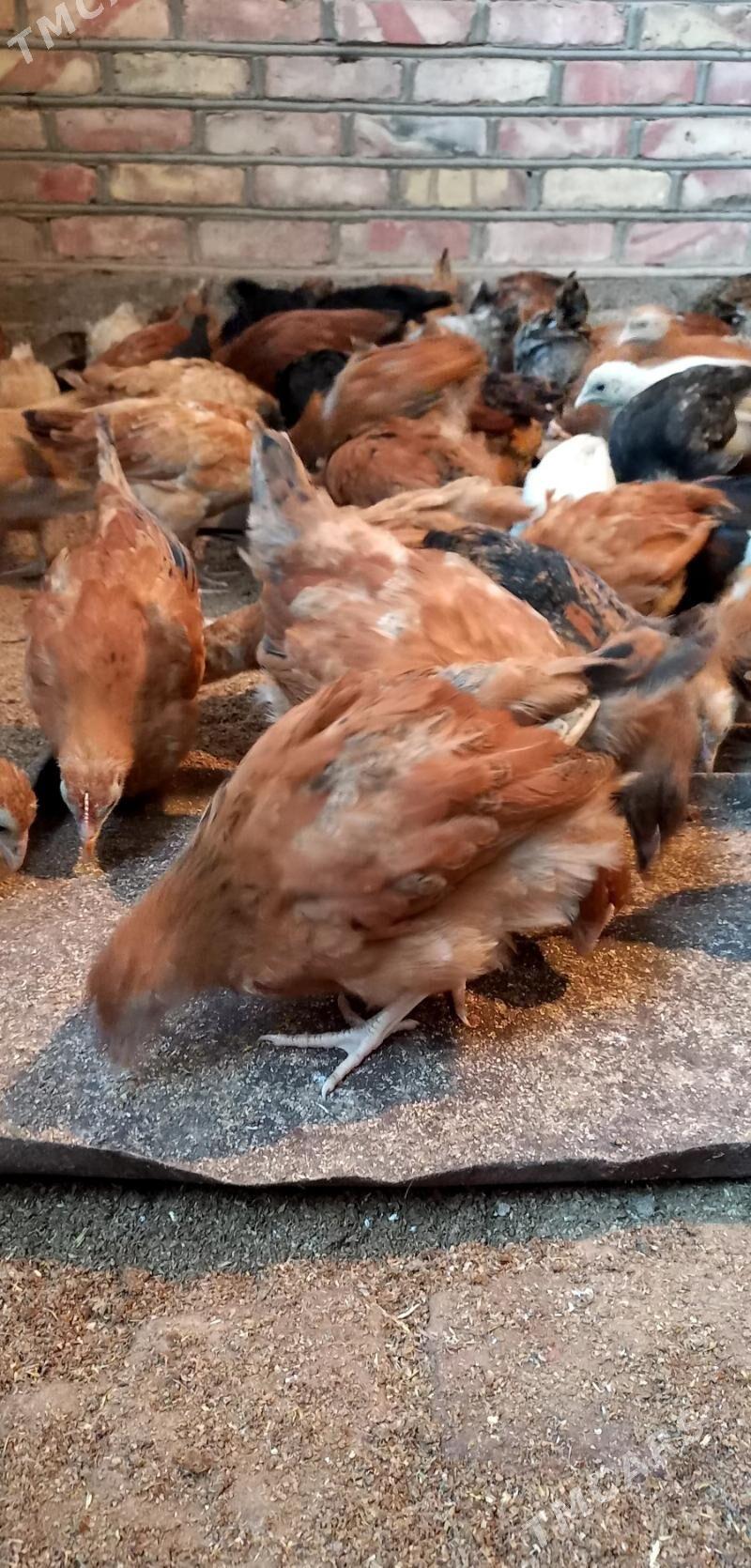 towuk jüje - Бабадайхан - img 4