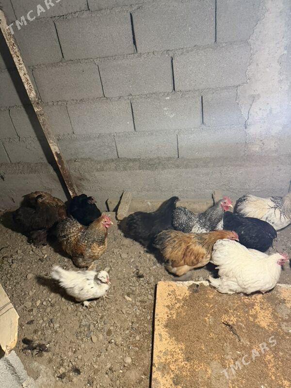 karlik - Aşgabat - img 3