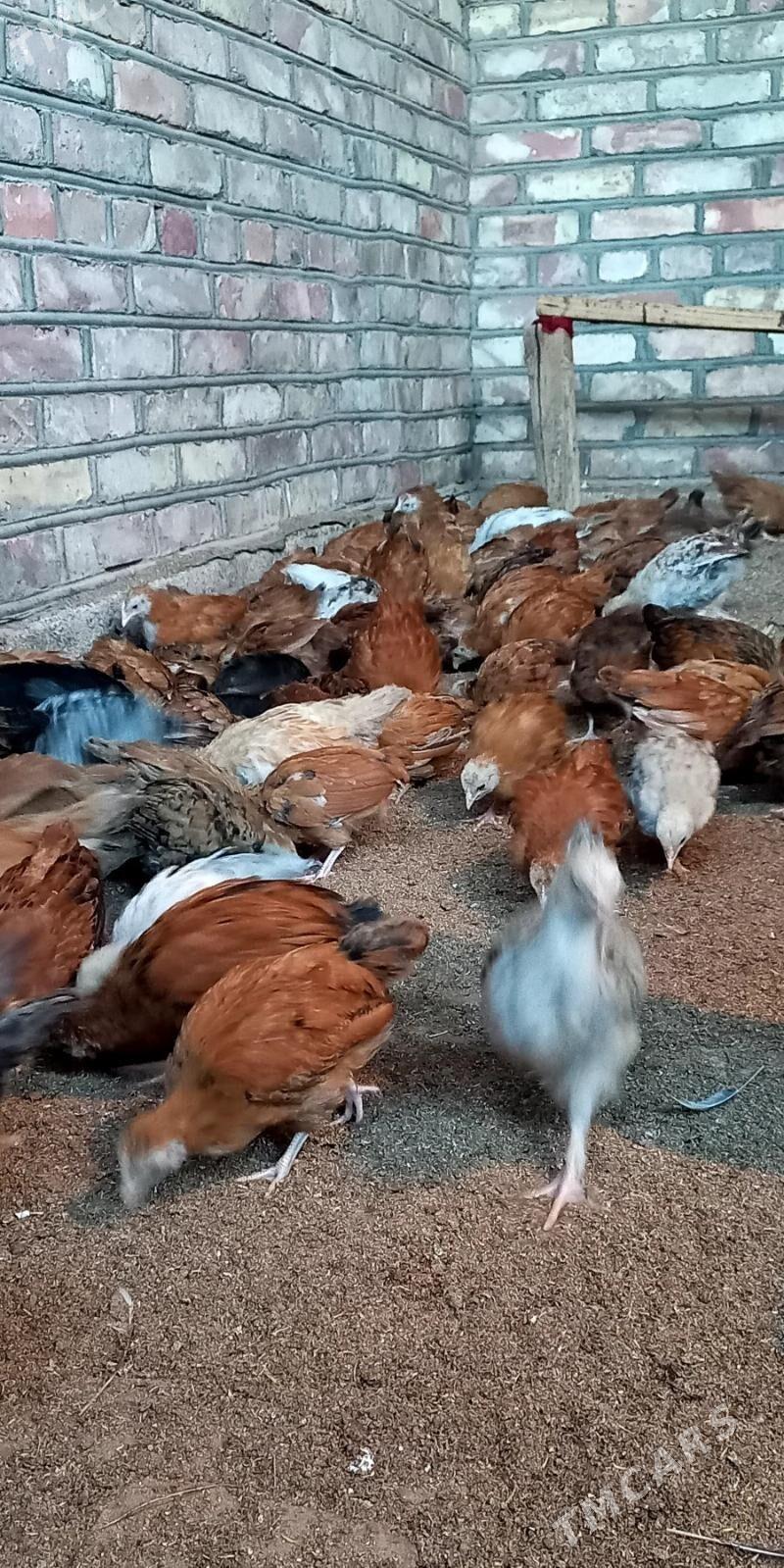 towuk jüje - Бабадайхан - img 9