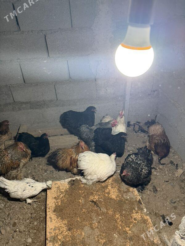 karlik - Aşgabat - img 1