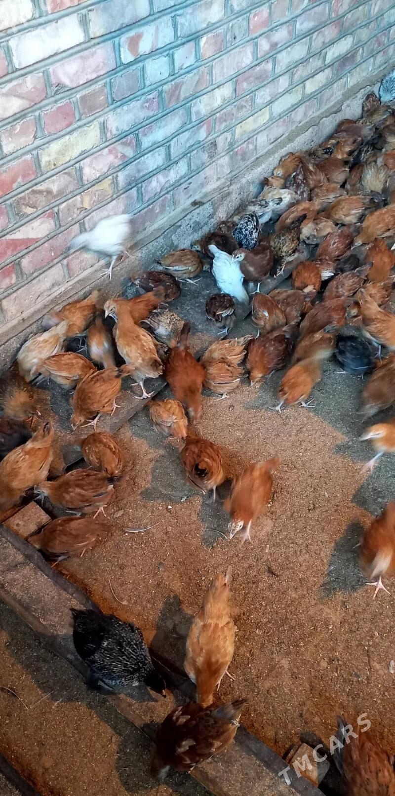 towuk jüje - Бабадайхан - img 6