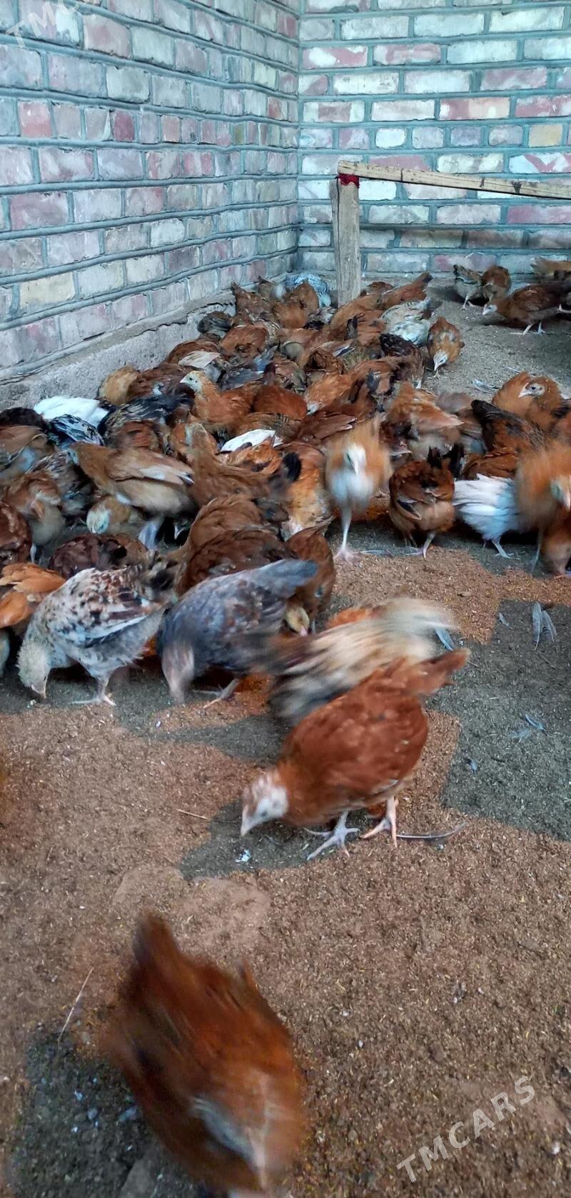 towuk jüje - Бабадайхан - img 7