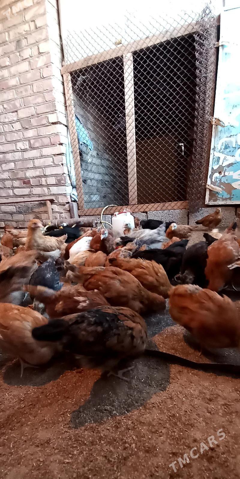 towuk jüje - Бабадайхан - img 8