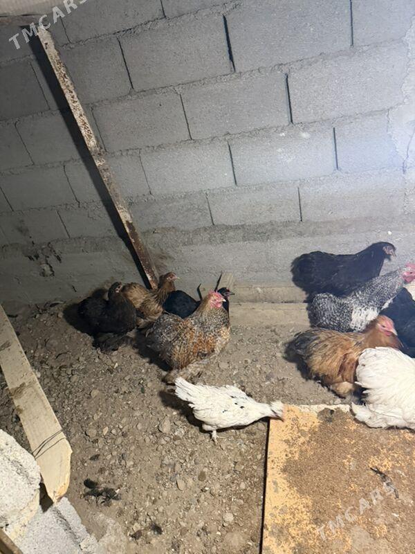 karlik - Aşgabat - img 2