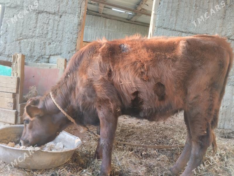 Tuwe gole - Багир - img 1