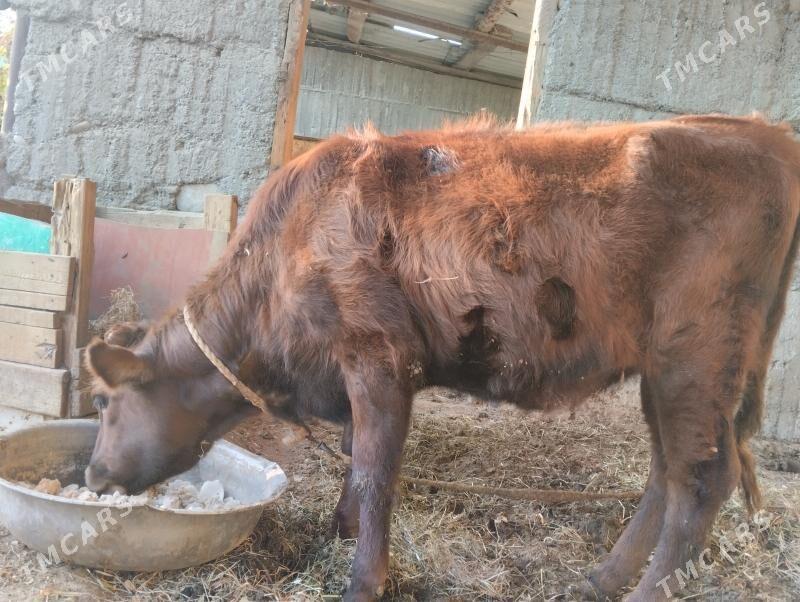 Tuwe gole - Багир - img 2