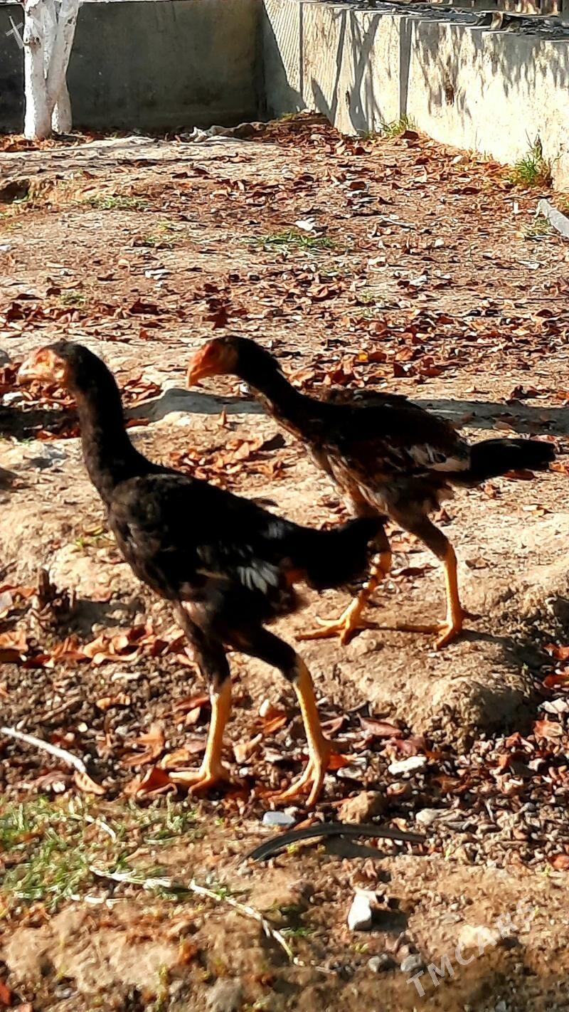 taskent - Бахарден - img 2