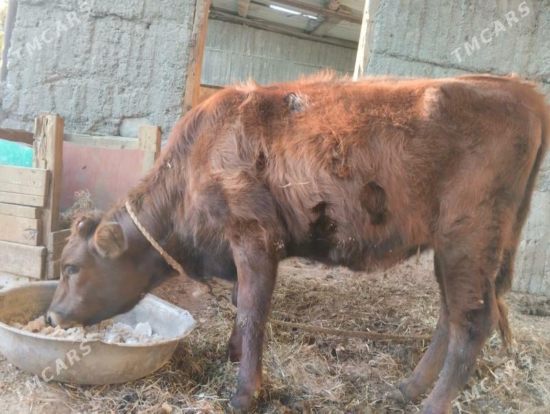 Tuwe gole - Багир - img 3