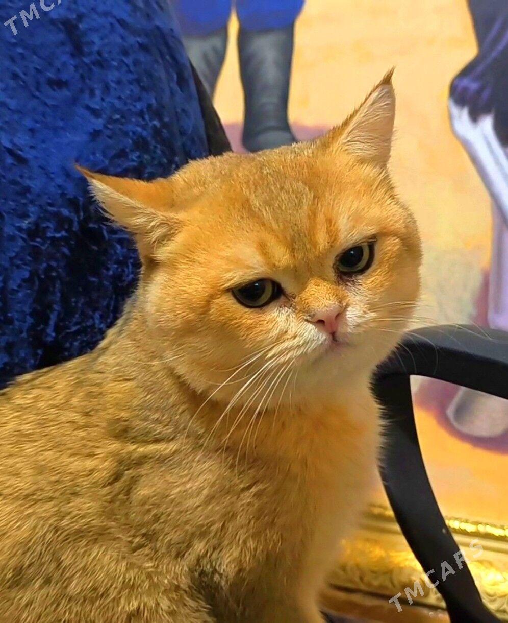 САМЫЙ ЭЛИТНЫЙ КОТ - Aşgabat - img 1