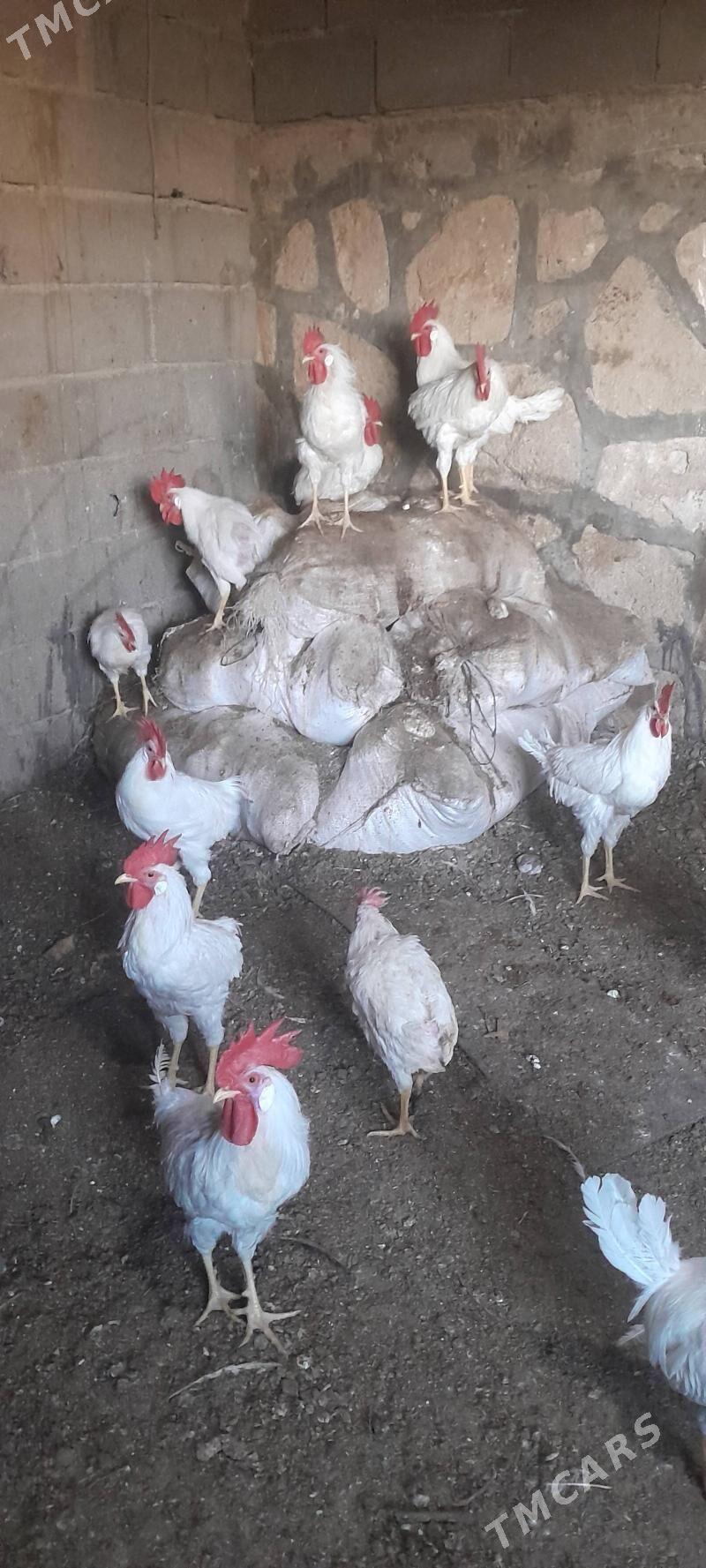 ak horazlar - Gyzylarbat - img 2