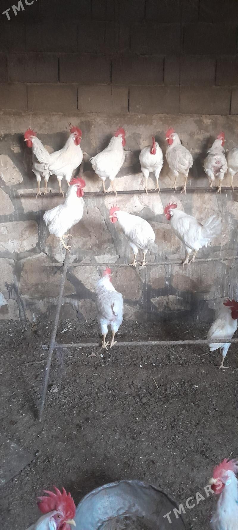 ak horazlar - Gyzylarbat - img 4