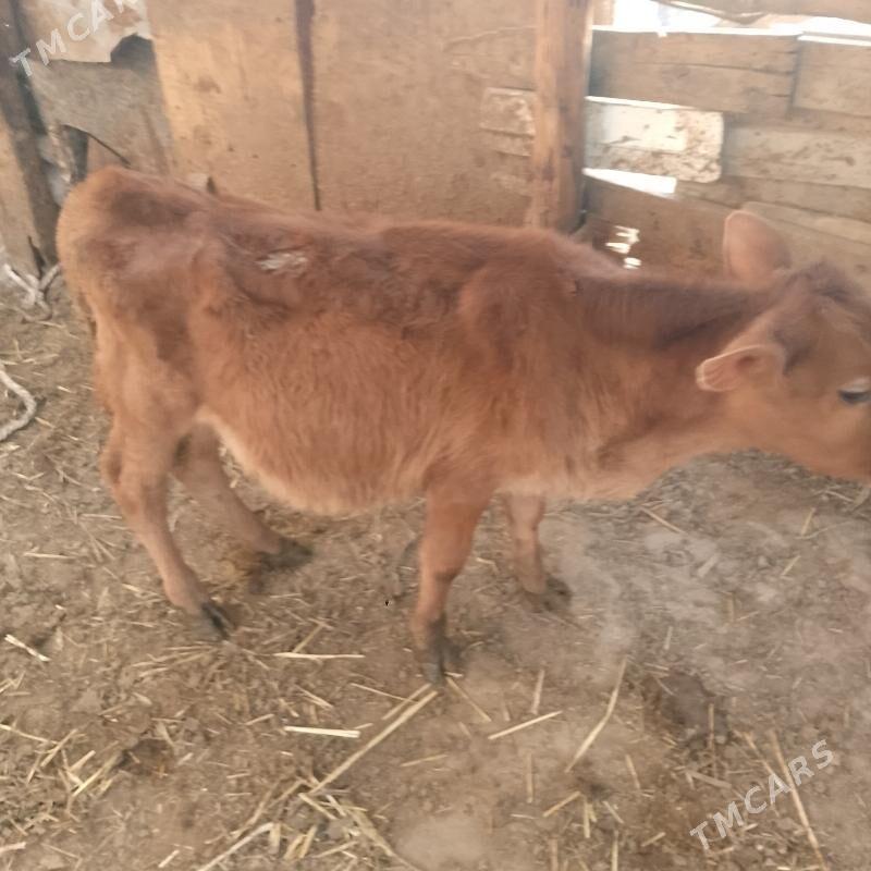 ÓKUZCE - Бузмеин - img 2