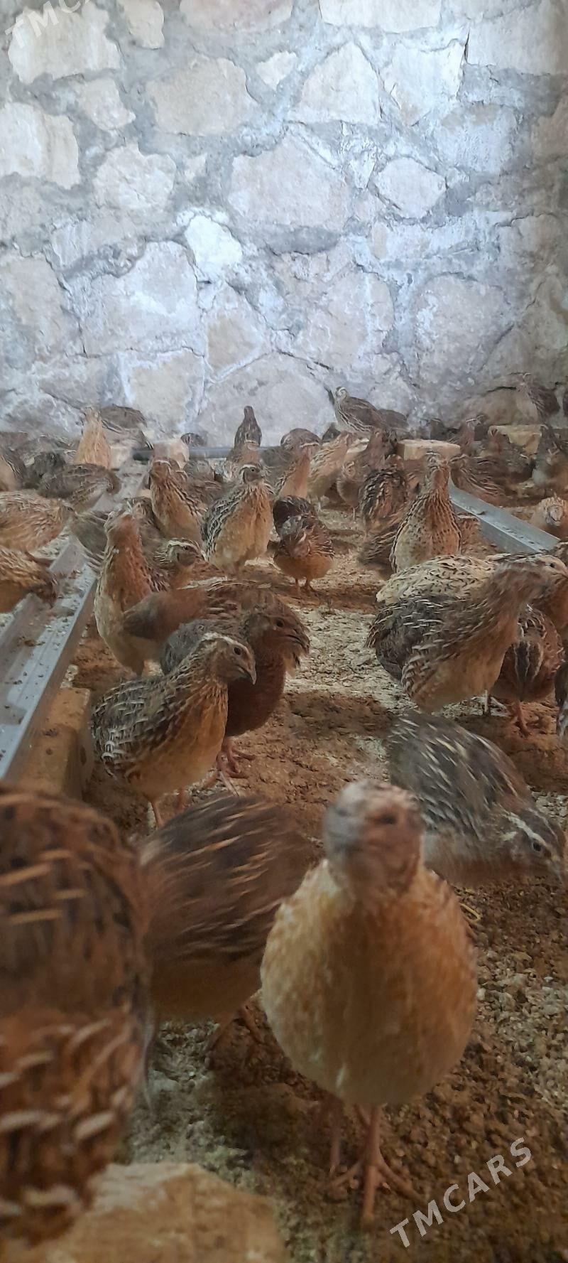 bedene - Керки - img 2