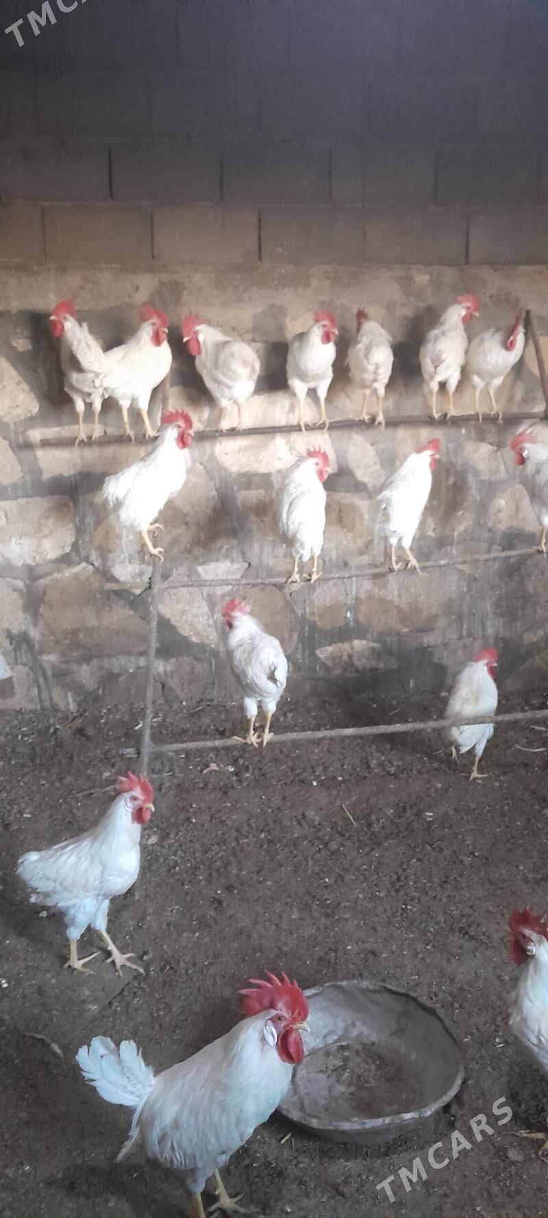 ak horazlar - Gyzylarbat - img 3