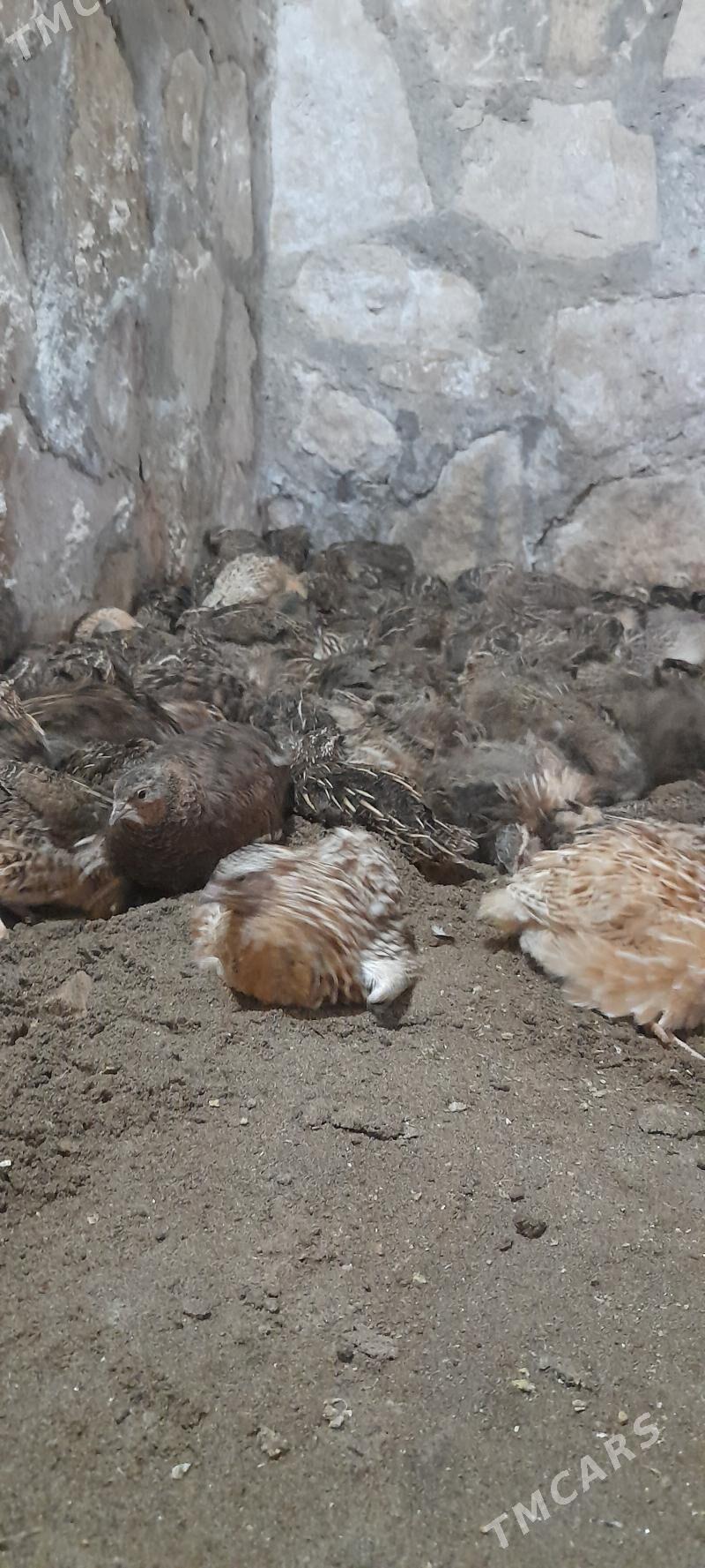 bedene - Керки - img 3