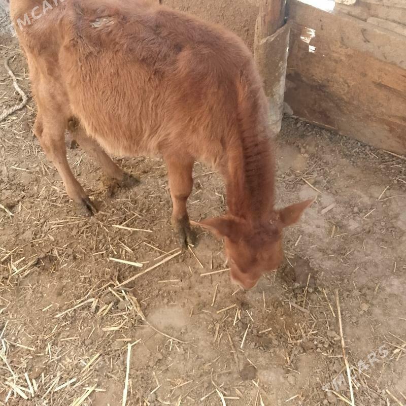 ÓKUZCE - Бузмеин - img 1