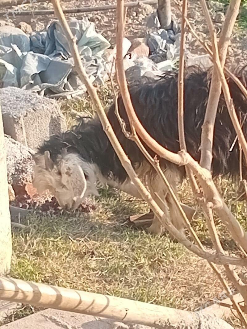 geci cebis - Gökdepe - img 2