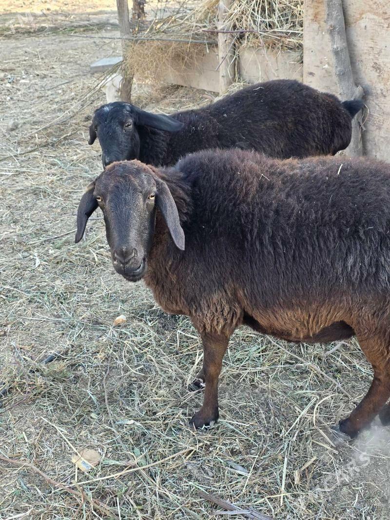 GISAR GUYUN - Ашхабад - img 3