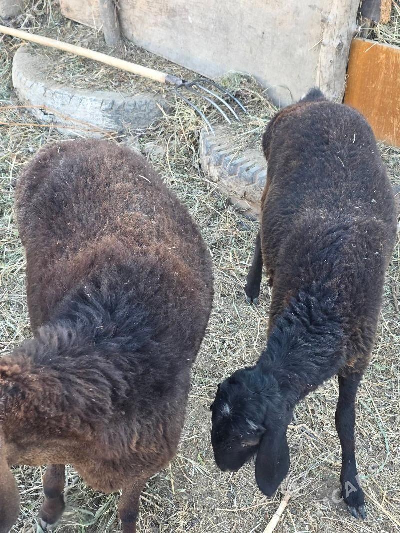 GISAR GUYUN - Ашхабад - img 2