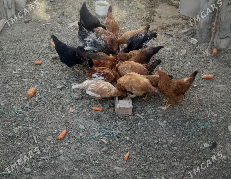 Towuk - Gökdepe - img 2