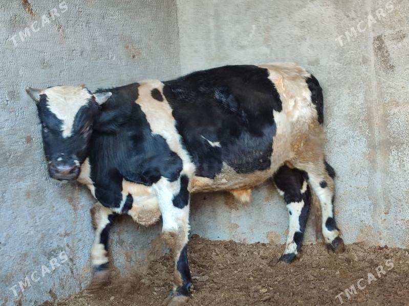 Окуз - Туркменабат - img 5