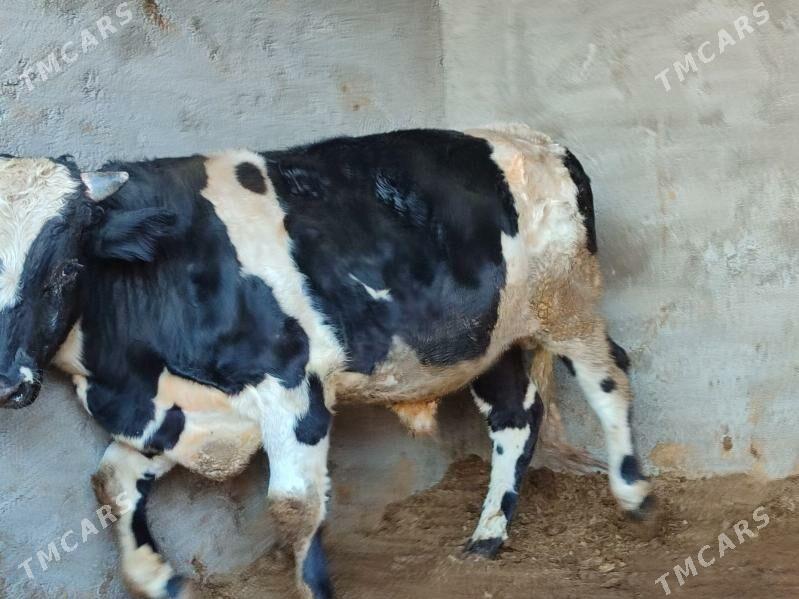 Окуз - Туркменабат - img 4