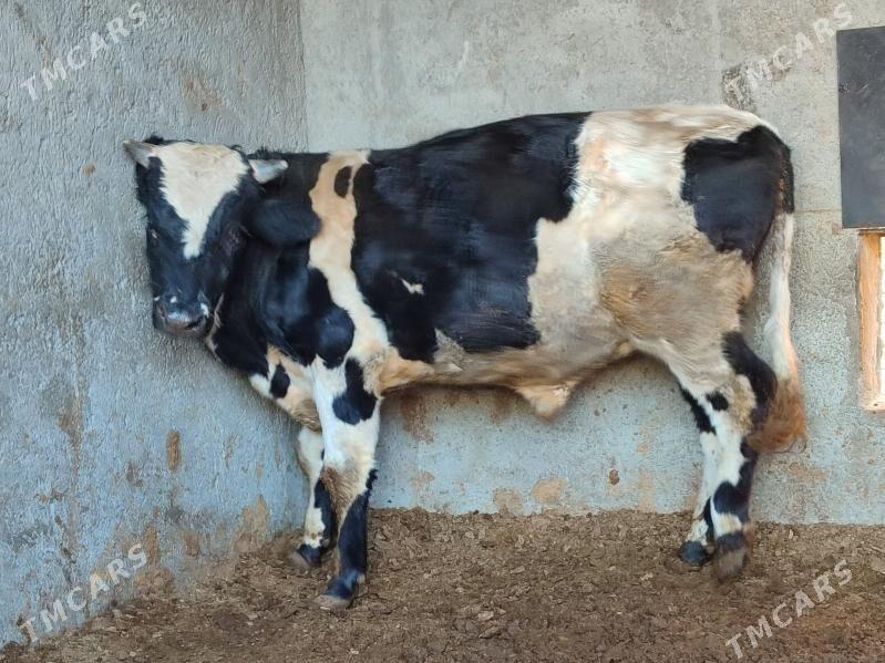 Окуз - Туркменабат - img 6