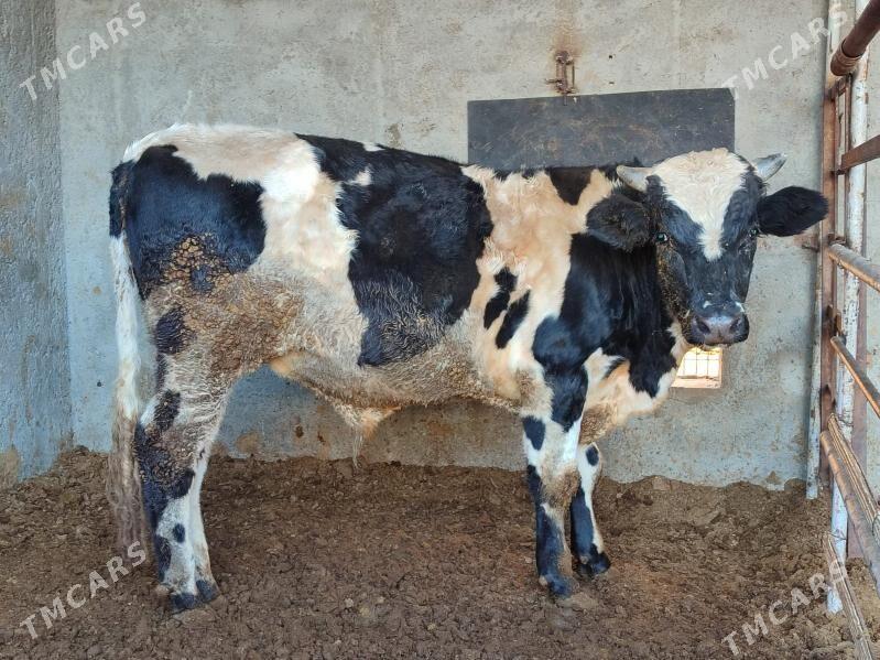 Окуз - Туркменабат - img 2