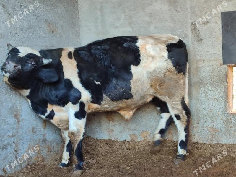 Окуз - Туркменабат - img 7