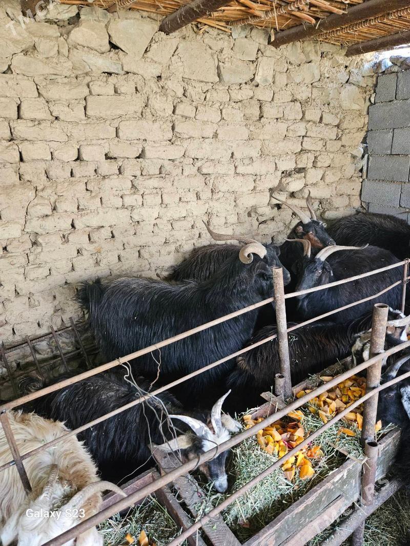 Erkeç - Magtymguly - img 2