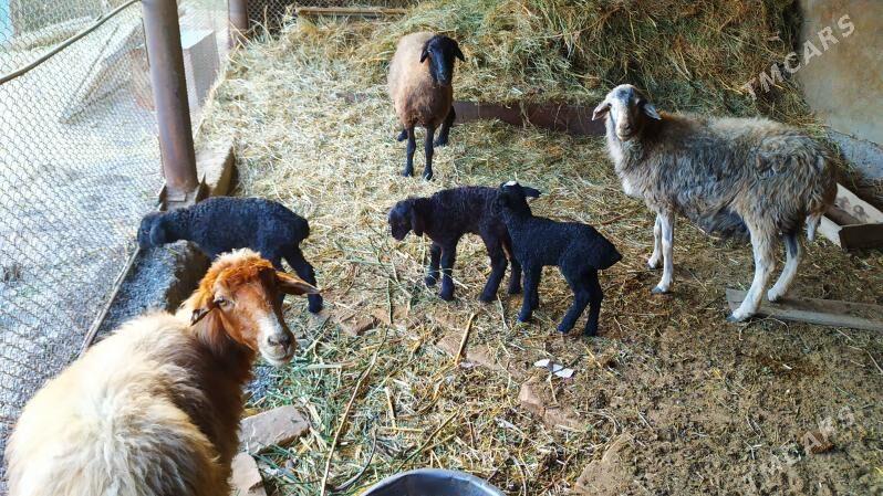 Guzuly goyun - Ýolöten - img 2