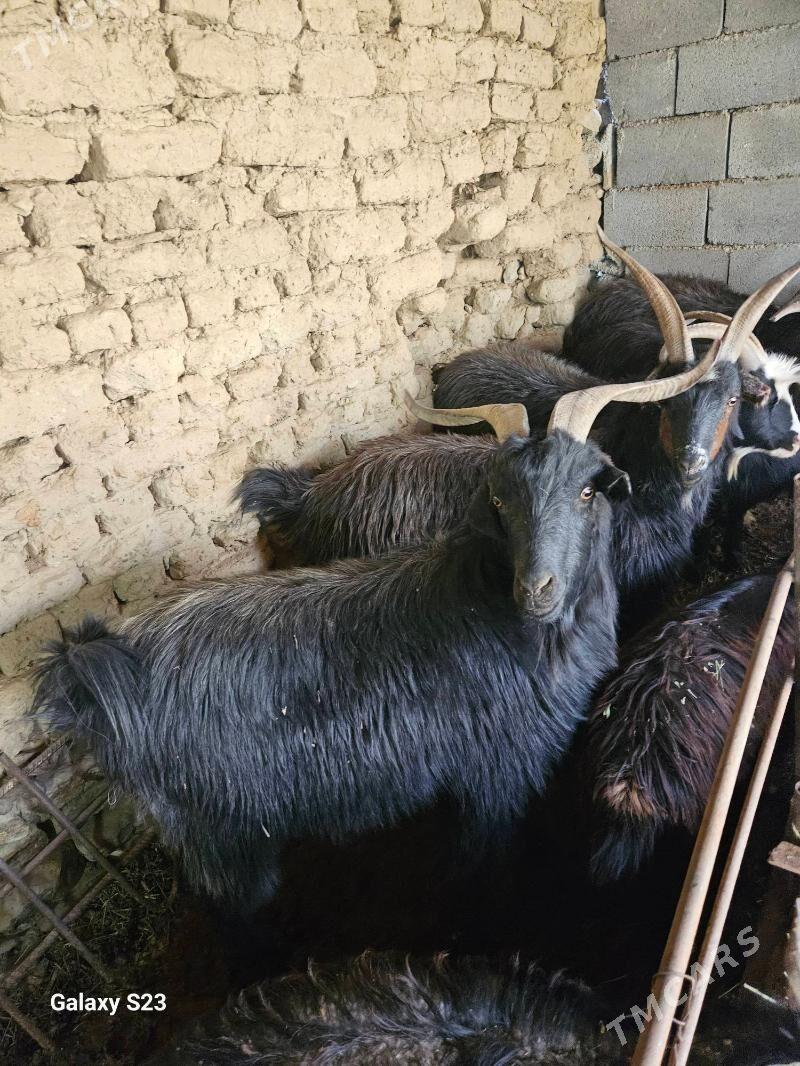 Erkeç - Magtymguly - img 1