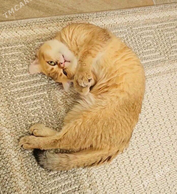 САМЫЙ ЭЛИТНЫЙ КОТ - Aşgabat - img 2