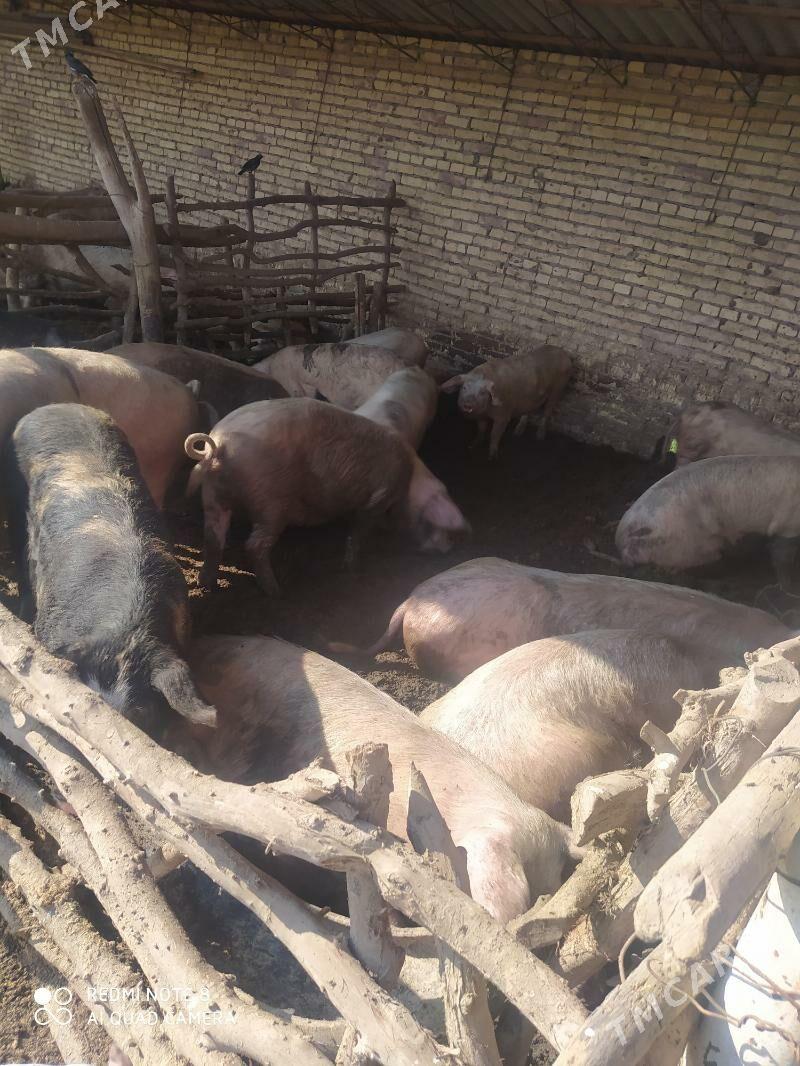 Donuz - Hojambaz - img 2