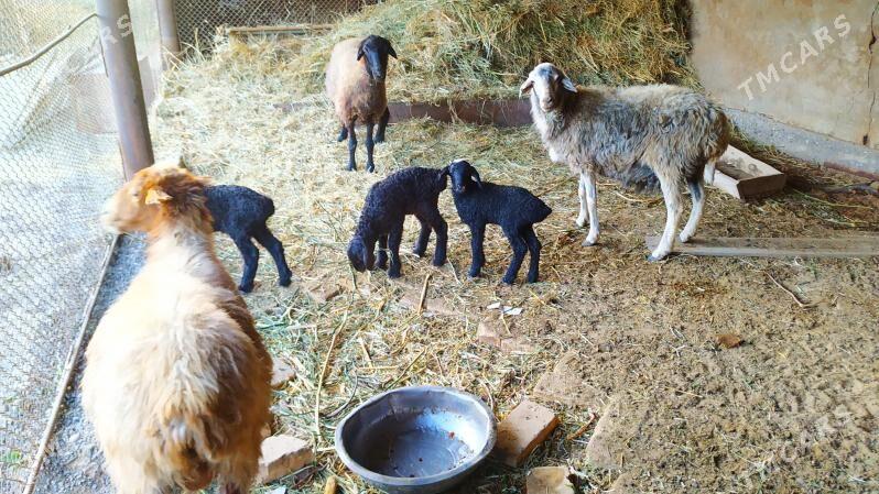 Guzuly goyun - Ýolöten - img 3