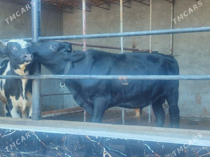 Окуз - Туркменабат - img 2