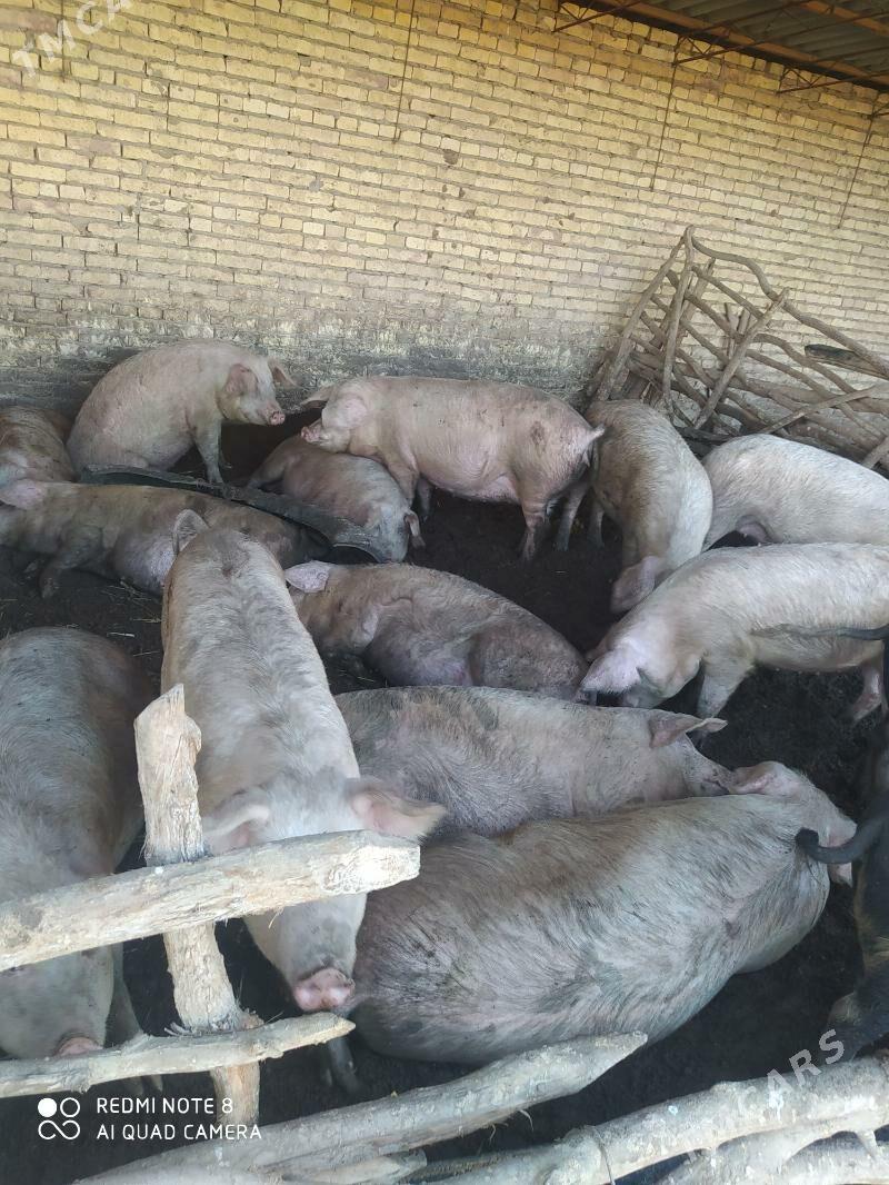 Donuz - Hojambaz - img 3