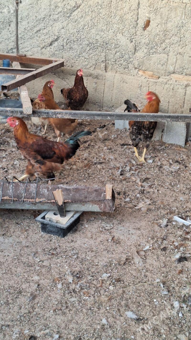 towuk - Büzmeýin - img 3