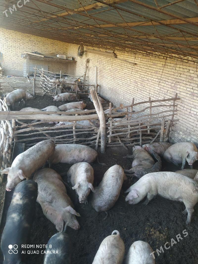 Donuz - Hojambaz - img 4