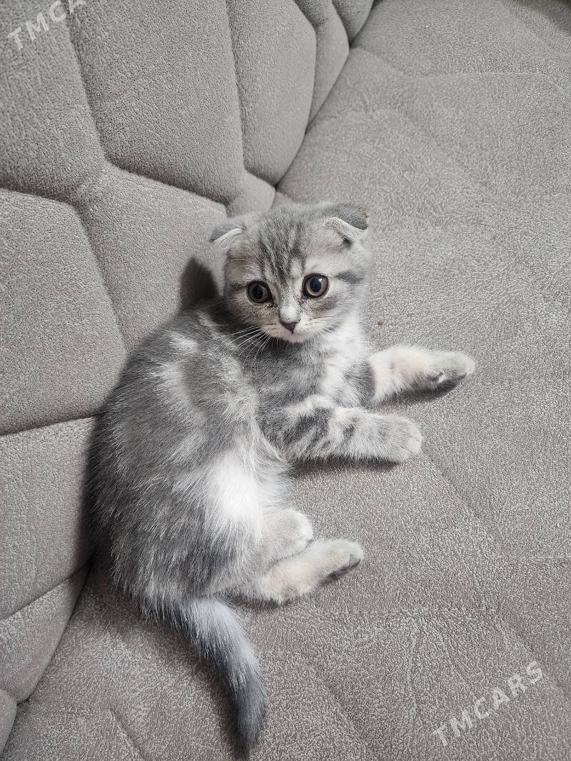 Шотландские котята девочки - Aşgabat - img 5